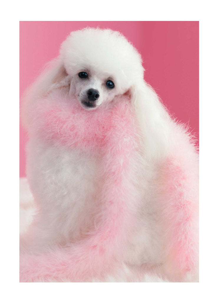 Funny Birthday Editable Poodle Diva Photo